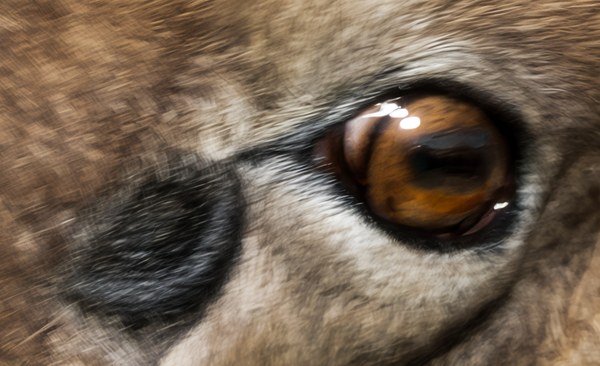 Extreme close-up detail of a Bighorn Sheep's eye. This macro shot highlights the high resolution and velvety finish of the Premium Archival Smooth Matte Fine Art Paper used by PES Editions.
