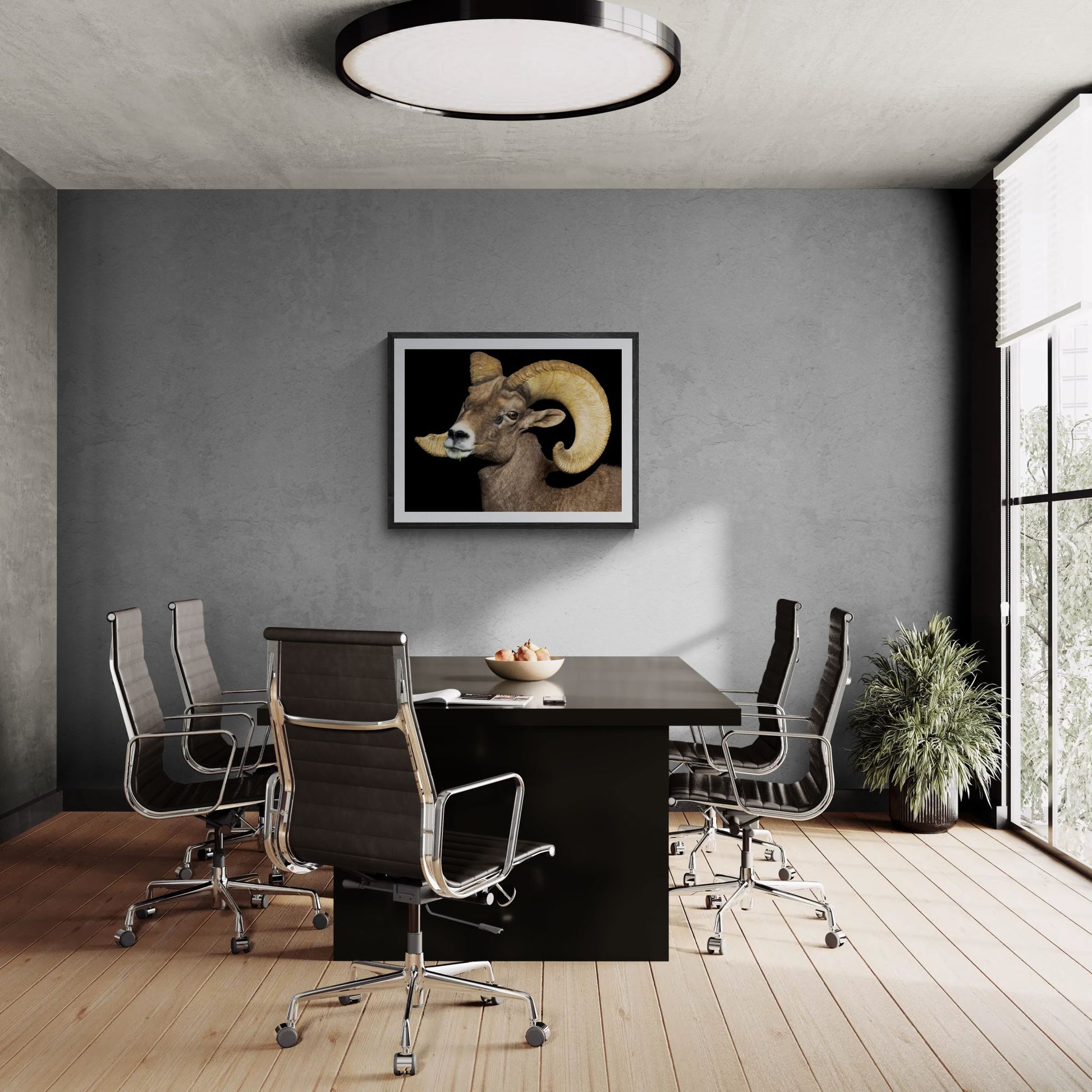 A large-scale 40x32 "Statement Edition" of the "Desert Monarch" Bighorn Ram print commanding a professional boardroom. The wildlife art is displayed in a textured black frame on a grey concrete feature wall, highlighting its high-fidelity detail and commanding presence in a luxury interior space.