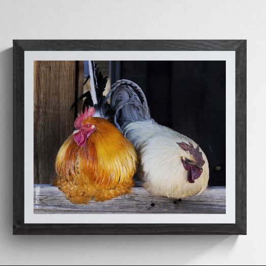 Limited edition barnyard portrait titled "The Sentinels" by Phil Schmauder for PES Editions. The high-resolution master print, featuring two roosters with vibrant plumage perched on a weathered wooden beam, is professionally presented in a textured black gallery frame with a wide white mat on a light grey background.