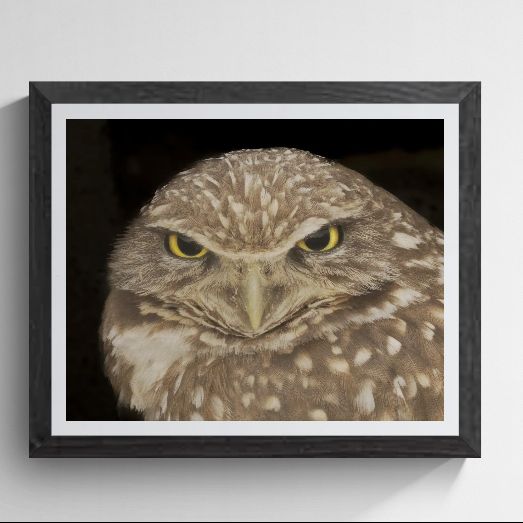 Fine art Burrowing Owl portrait titled "Piercing Intensity" by Phil Schmauder for PES Editions. The high-resolution master print, featuring the bird’s large yellow eyes and intense gaze against a dark background, is professionally presented in a textured black gallery frame with a wide white mat on a light grey background.