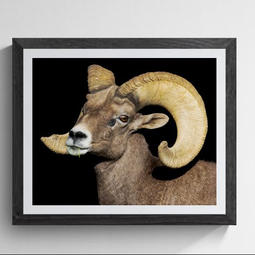 Fine art Desert Bighorn Ram portrait titled "Desert Monarch" by Phil Schmauder for PES Editions. The high-resolution master print, featuring a rugged ram against a deep black background, is professionally presented in a textured black gallery frame with a wide white mat on a light grey background.