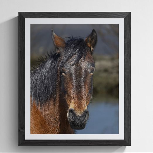 Limited edition Nevada Wild Mustang photography print titled "Resilient Spirit" by Phil Schmauder for PES Editions. The high-resolution portrait is professionally presented in a textured black gallery frame with a wide white mat on a clean light grey background.