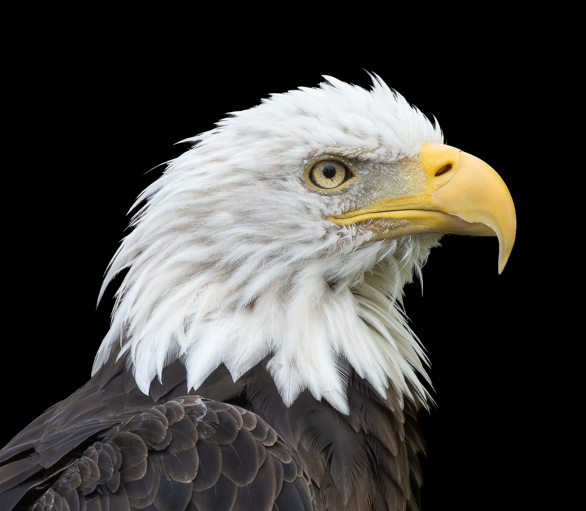 Fine art profile portrait of an American bald eagle showing detailed white plumage, curved yellow beak, and intense golden eye isolated against a black background.