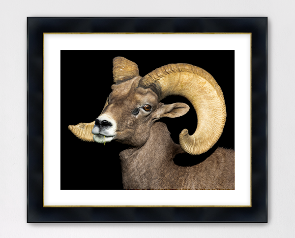 Framed fine art portrait of a Desert Bighorn Sheep ram titled "Desert Monarch." The wildlife photography features a high-contrast profile of the ram against a deep black background, presented in a black frame with a white mat.
