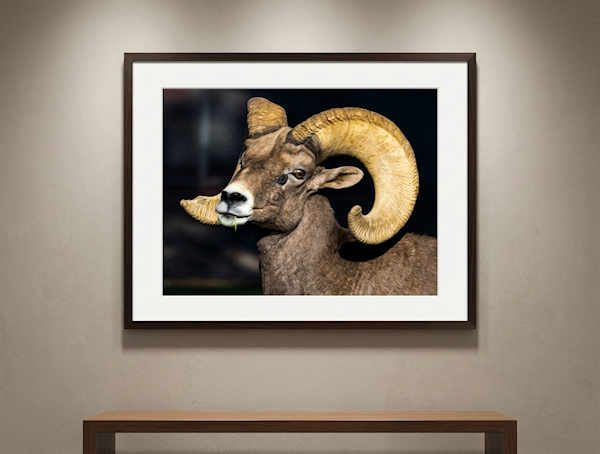 Framed picture of a ram on a wall above a wooden table