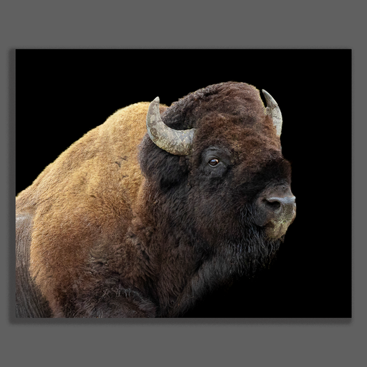 Fine art paper print of an American bison profile against a black background, displayed flat with subtle drop shadow on a neutral slate border.