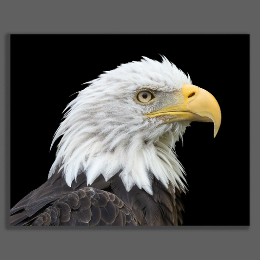 Fine art paper print portrait of an American bald eagle against a solid black background, displayed flat with subtle drop shadow on a neutral slate square border.