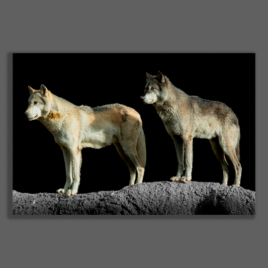 Fine art paper print of two gray wolves standing on a rock ridge against a black background, shown flat with drop shadow on a neutral slate border.