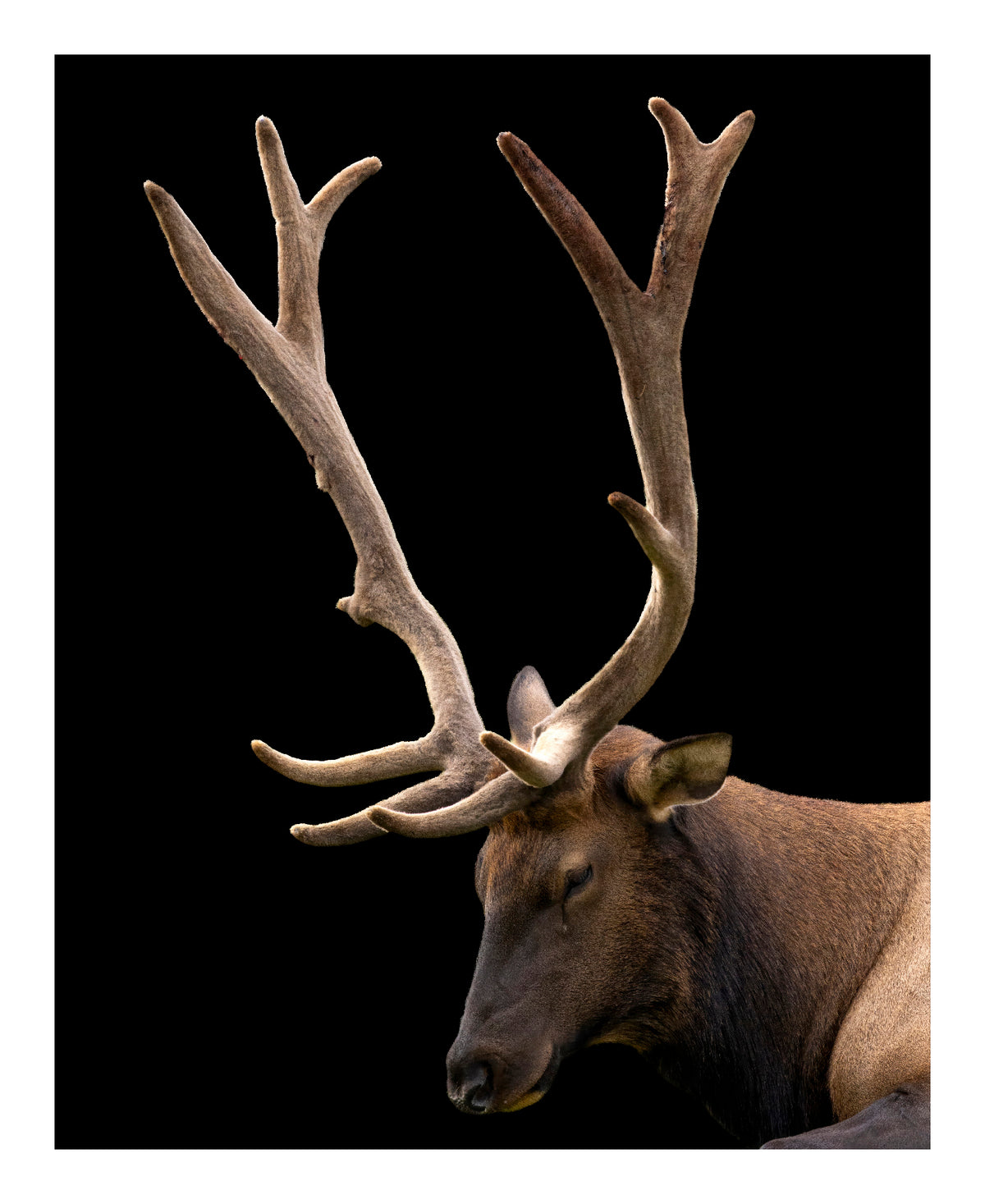 Fine art print titled Monarch in Velvet featuring a majestic Roosevelt bull elk with velvet antlers against a solid black background.