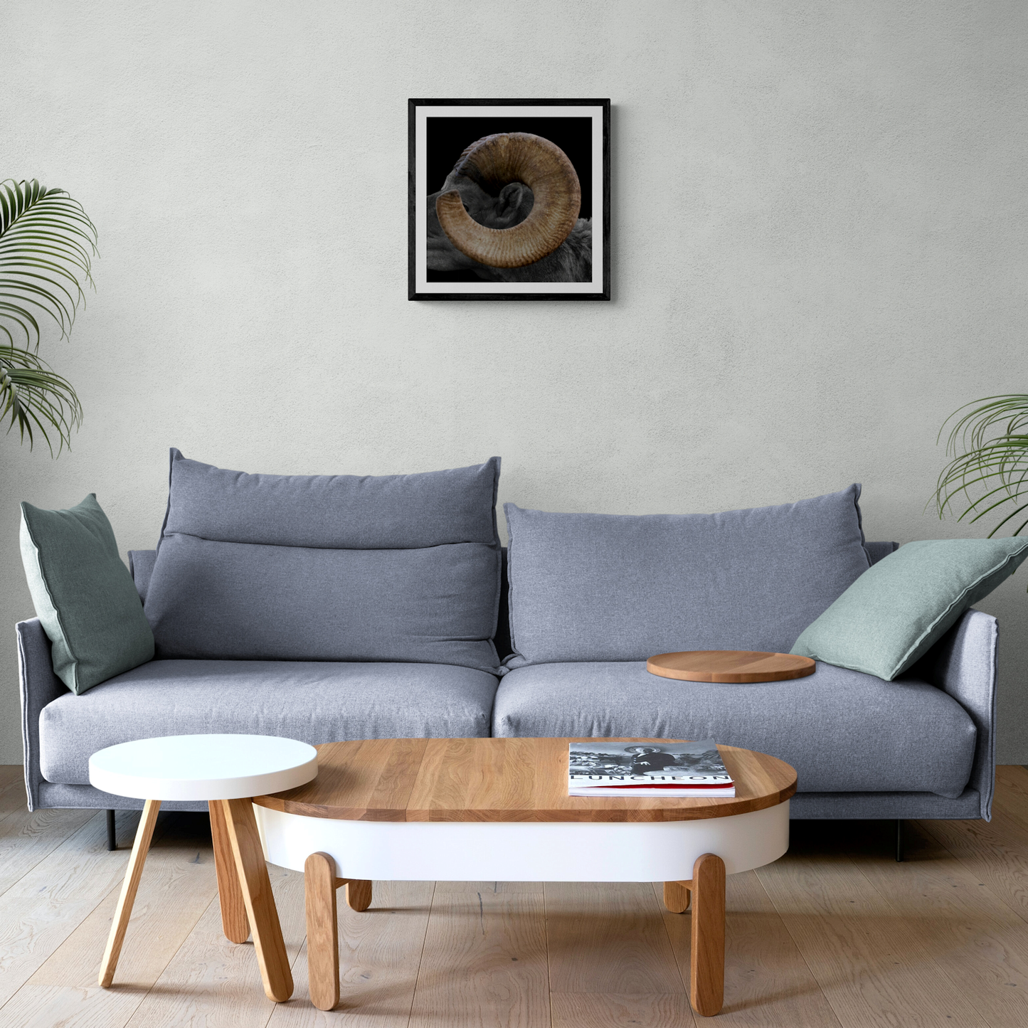 Black-framed square print of The Curl bighorn sheep fine art photo hanging above a modern grey sofa in a brightly lit living room.