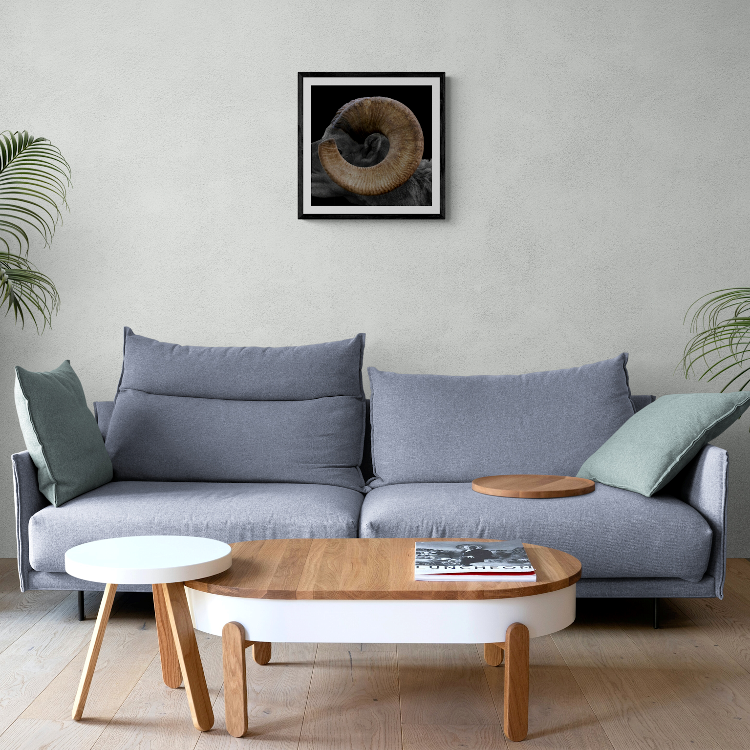 Black-framed square print of The Curl bighorn sheep fine art photo hanging above a modern grey sofa in a brightly lit living room.