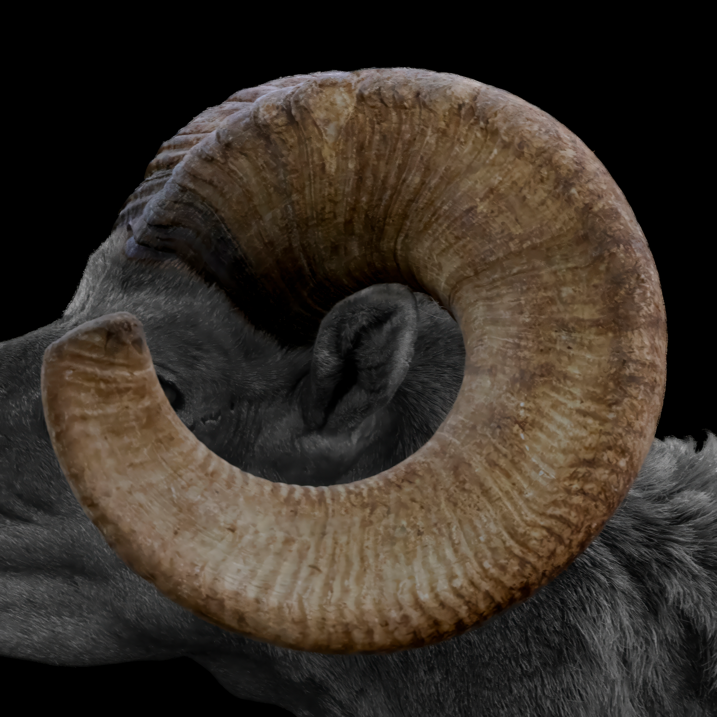 Extreme close-up macro photograph titled The Curl by Phil Schmauder, featuring the sweeping spiral horn of a desert bighorn ram against a solid black background.