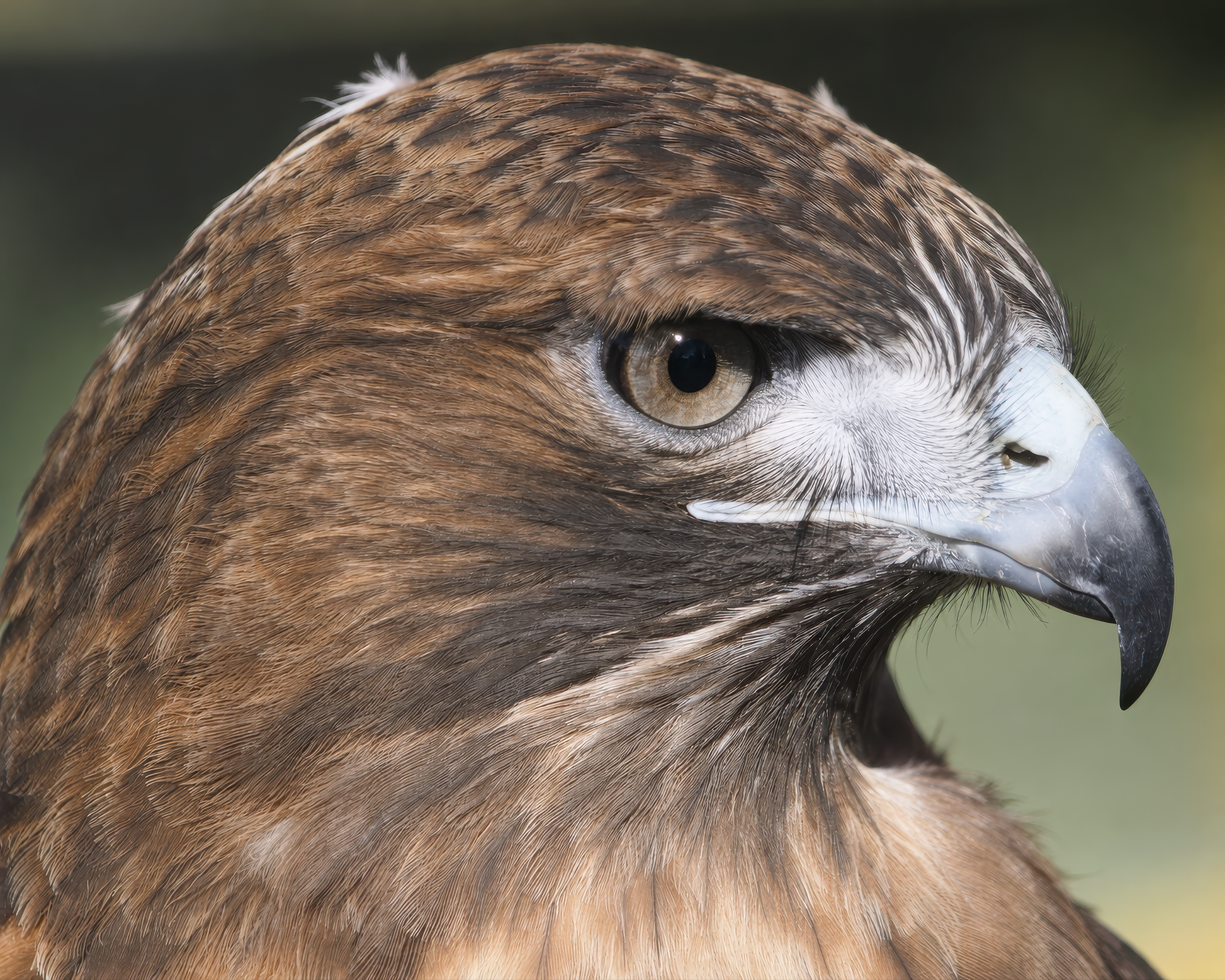 A sharp, full-bleed 10x8 fine art macro photograph capturing a Red-tailed Hawk against a deep, blurred green background. The intense clarity of the raptor's beak, sharp eye, and intricate feather details are rendered with striking precision.