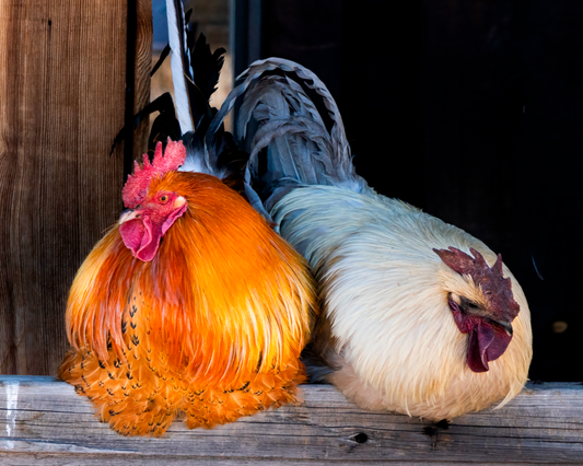 A rich, full-bleed 10x8 fine art photograph titled The Sentinels, featuring two magnificent roosters perched side-by-side on a rustic weathered wooden beam. One rooster boasts vibrant, fiery orange and golden feathers, while the other features striking silver-white plumage with a long flowing tail against a dark barnyard backdrop.