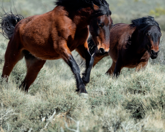 A powerful, full-bleed 10x8 fine art photograph capturing two wild mustang horses running at full speed through the desert sagebrush of Cold Creek, Nevada. The muscular definition, dark manes, and flying dust are captured in intense, dynamic motion.